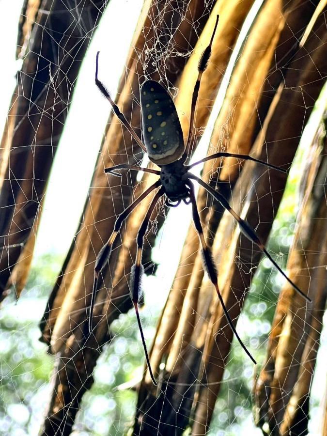 Corcovado Adventures Drake Bay Exterior foto