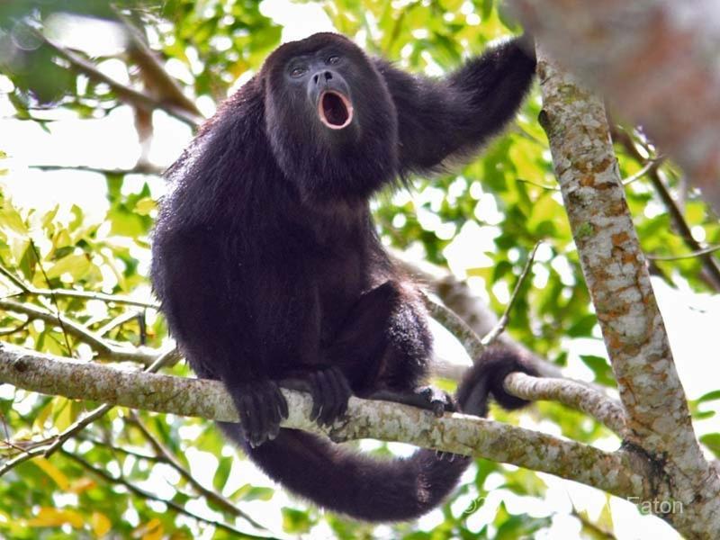 Corcovado Adventures Drake Bay Exterior foto