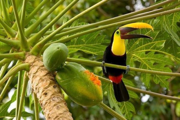 Corcovado Adventures Drake Bay Exterior foto